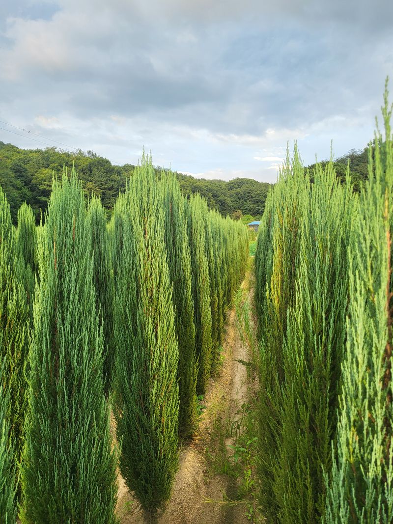 장두학님의 장터 판매 상품 [블루에로우,써니스마라그,에메랄드그린 ] 첨부 사진