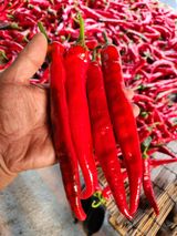 팜모닝 고추·수확 게시글 이미지