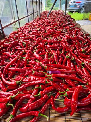 kis님의 고추 · 수확 작성글 사진