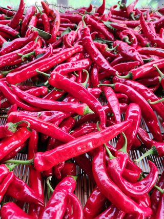 kis님의 고추 · 수확 작성글 사진