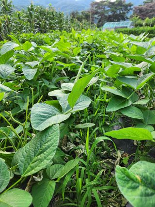 kis님의 고추 · 수확 작성글 사진