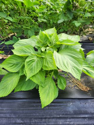 kis님의 고추 · 수확 작성글 사진