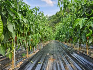 kis님의 고추 · 수확 작성글 사진