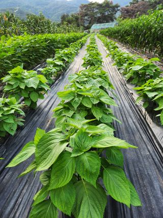 kis님의 고추 · 수확 작성글 사진