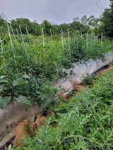 팜모닝 우리동네·동네자랑 게시글 이미지