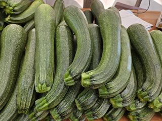 박명철님의 토마토 · 영농일지 작성글 사진