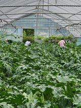 팜모닝 토마토·영농일지 게시글 이미지