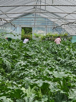 박명철님의 토마토 · 영농일지 작성글 사진