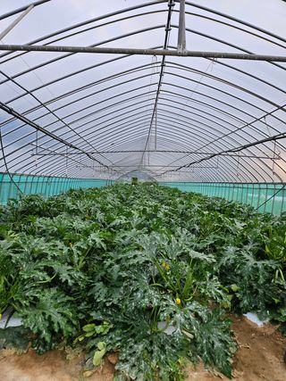 박명철님의 토마토 · 영농일지 작성글 사진