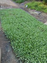 팜모닝 양배추·자유게시판 게시글 이미지