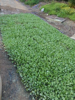 남산님의 양배추 · 자유게시판 작성글 사진