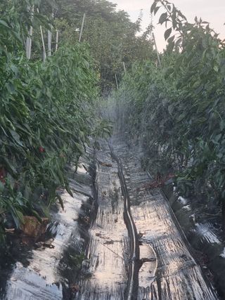 정영기대산축산농부♡님의 고추 · 일상 작성글 사진