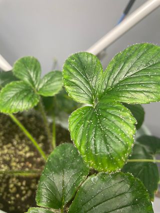 키르케님의 딸기 · 병해충상담 작성글 사진