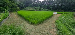 수여농장님의 벼 · 영농일지 작성글 사진