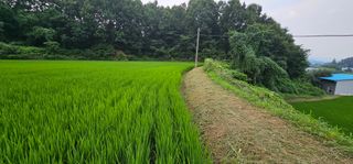 수여농장님의 벼 · 영농일지 작성글 사진