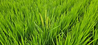 수여농장님의 벼 · 영농일지 작성글 사진