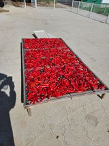 팜모닝 고추·영농일지 게시글 이미지