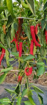 팜모닝 고추·수확 게시글 이미지