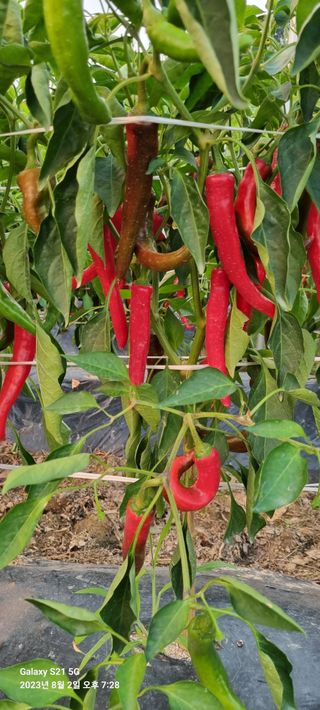 장강수님의 고추 · 수확 작성글 사진