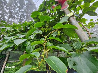 신강우님의 기타작물 · 자유게시판 작성글 사진