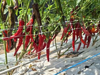 과림한수정님의 고추 · 수확 작성글 사진