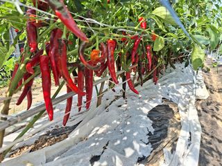 과림한수정님의 고추 · 수확 작성글 사진