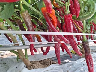 과림한수정님의 고추 · 수확 작성글 사진