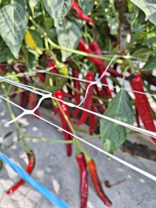 과림한수정님의 고추 · 수확 작성글 사진