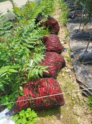 유영진님의 콩 · 영농일지 작성글 사진