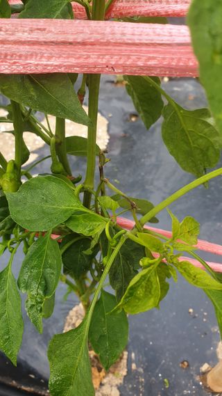 정범도님의 고추 · 병해충상담 작성글 사진