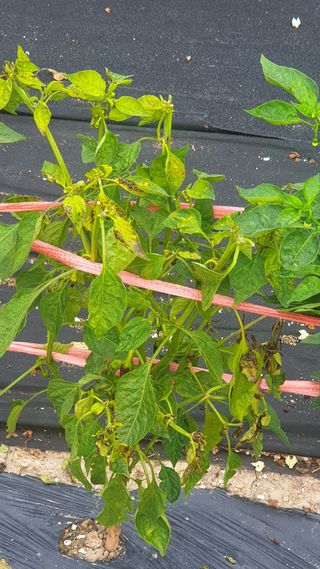 정범도님의 고추 · 병해충상담 작성글 사진