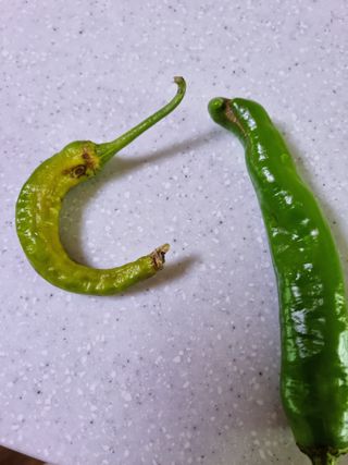 이순옥님의 병해충 박멸! 살충제 추천 · 참여글 작성글 사진