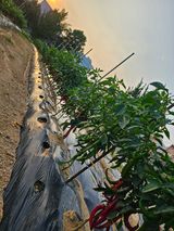 팜모닝 장터이야기·자유게시판 게시글 이미지