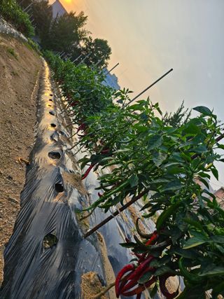 묽맑은 길 이영행님의 장터이야기 · 자유게시판 작성글 사진