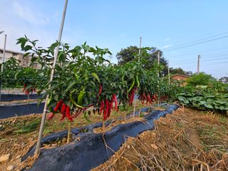 묽맑은 길 이영행님의 장터이야기 · 자유게시판 작성글 사진