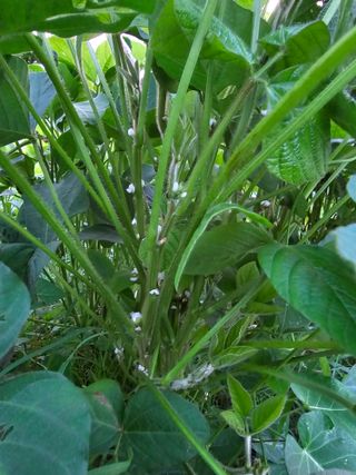 peace0806님의 콩 · 자유게시판 작성글 사진