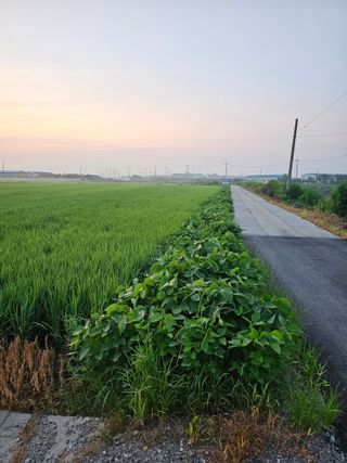 peace0806님의 콩 · 자유게시판 작성글 사진