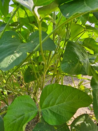 peace0806님의 콩 · 자유게시판 작성글 사진