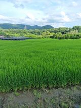 팜모닝 벼·자유게시판 게시글 이미지