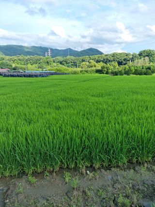 폭포수 아래님의 벼 · 자유게시판 작성글 사진