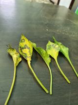 팜모닝 고추·병해충상담 게시글 이미지