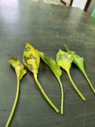 충골 가님의 고추 · 병해충상담 작성글 사진