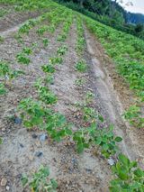 팜모닝 콩·병해충상담 게시글 이미지