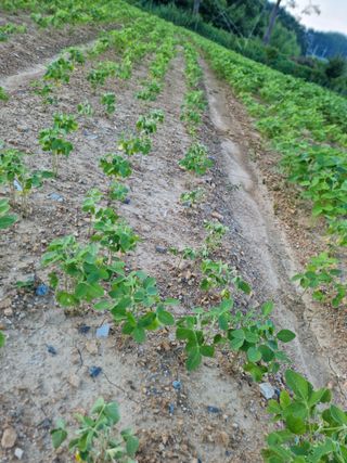 조연상님의 콩 · 병해충상담 작성글 사진