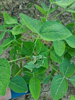 조연상님의 콩 · 병해충상담 작성글 사진