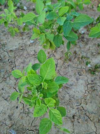 조연상님의 콩 · 병해충상담 작성글 사진