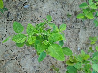 조연상님의 콩 · 병해충상담 작성글 사진