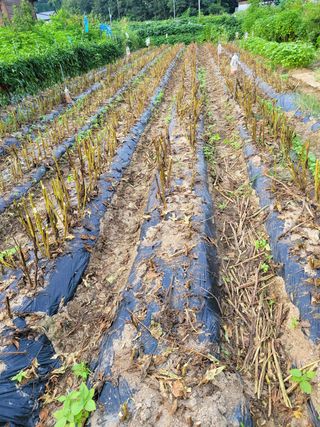 아리랑님의 참깨 · 영농일지 작성글 사진