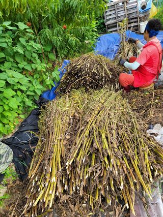 아리랑님의 참깨 · 영농일지 작성글 사진