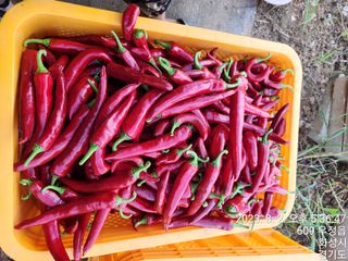 안계천님의 고추 · 수확 작성글 사진